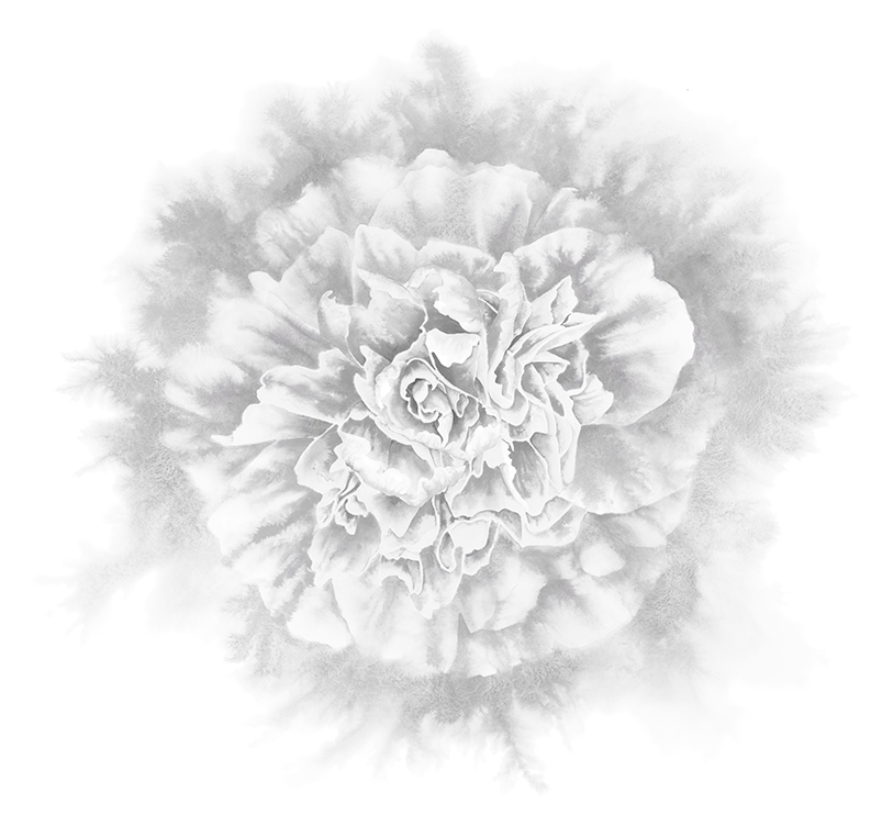 Flower Illustration