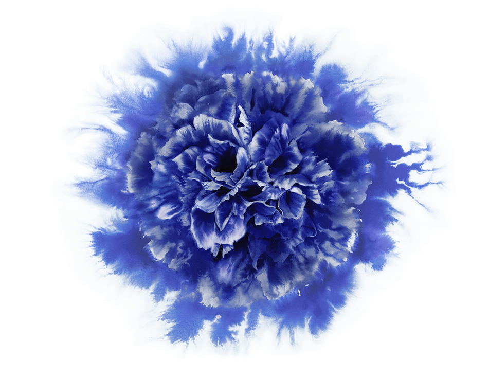 Flower Illustration