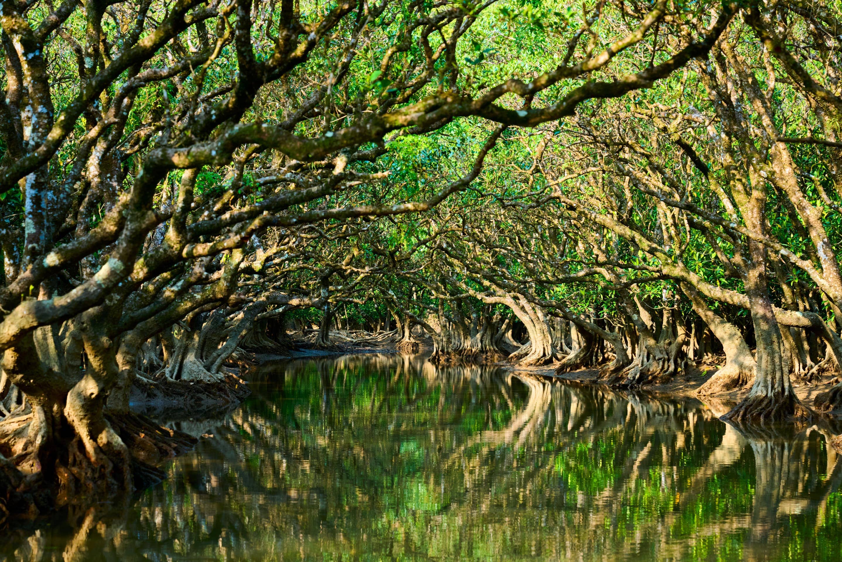 写真：奄美大島の自然