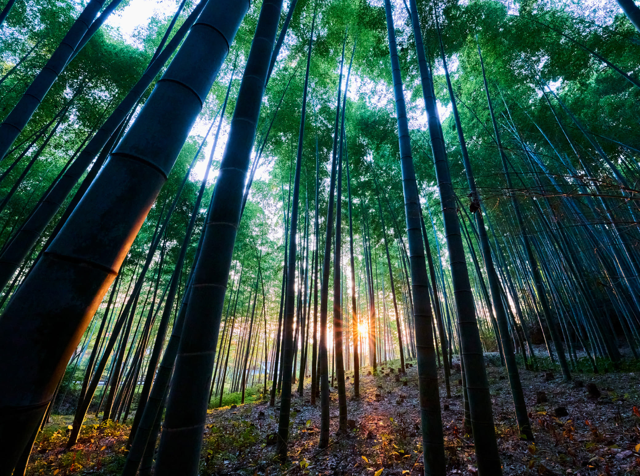 写真：嵯峨野