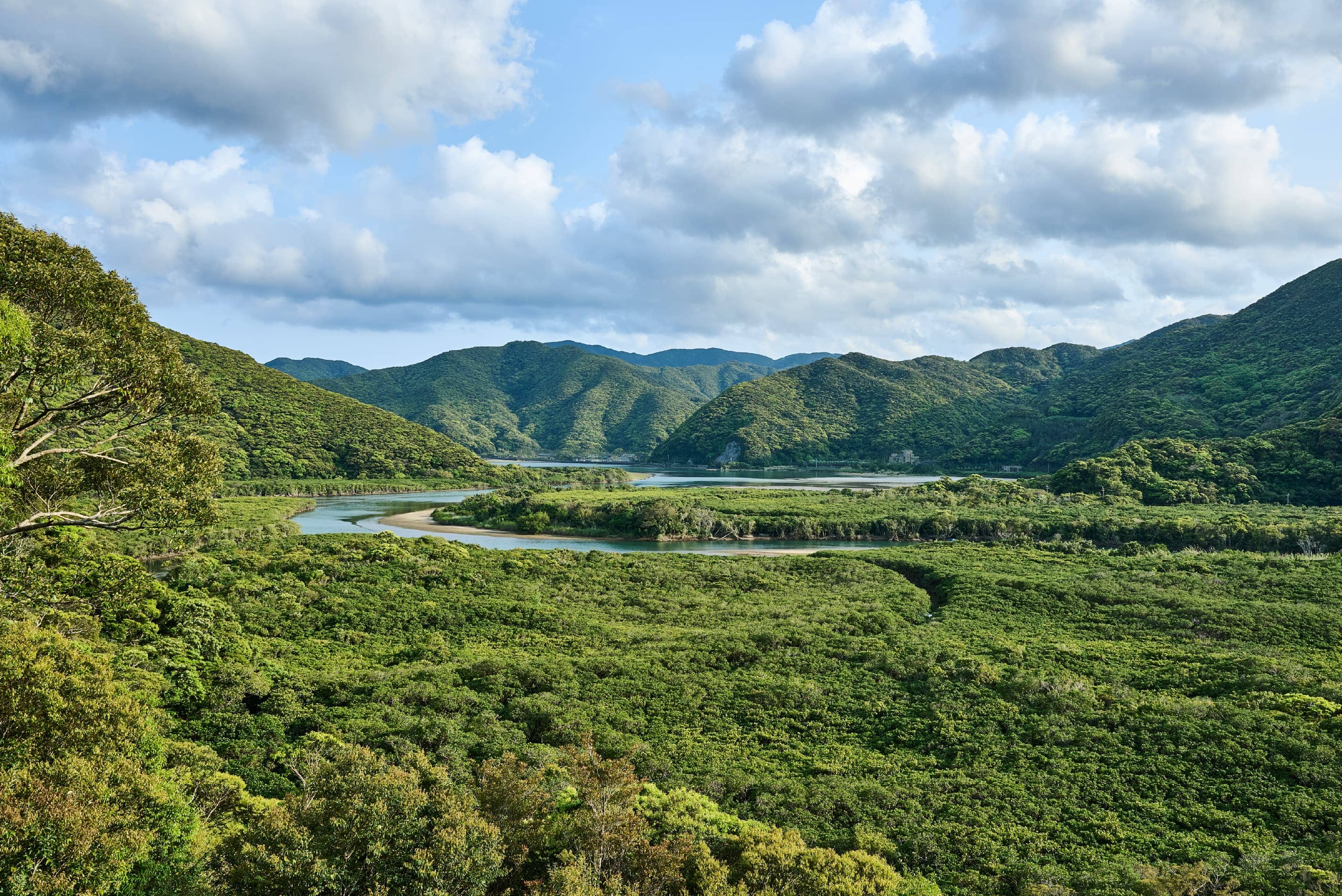 Foto de la inscripción de Amami Oshima como Patrimonio Natural de la Humanidad por la UNESCO