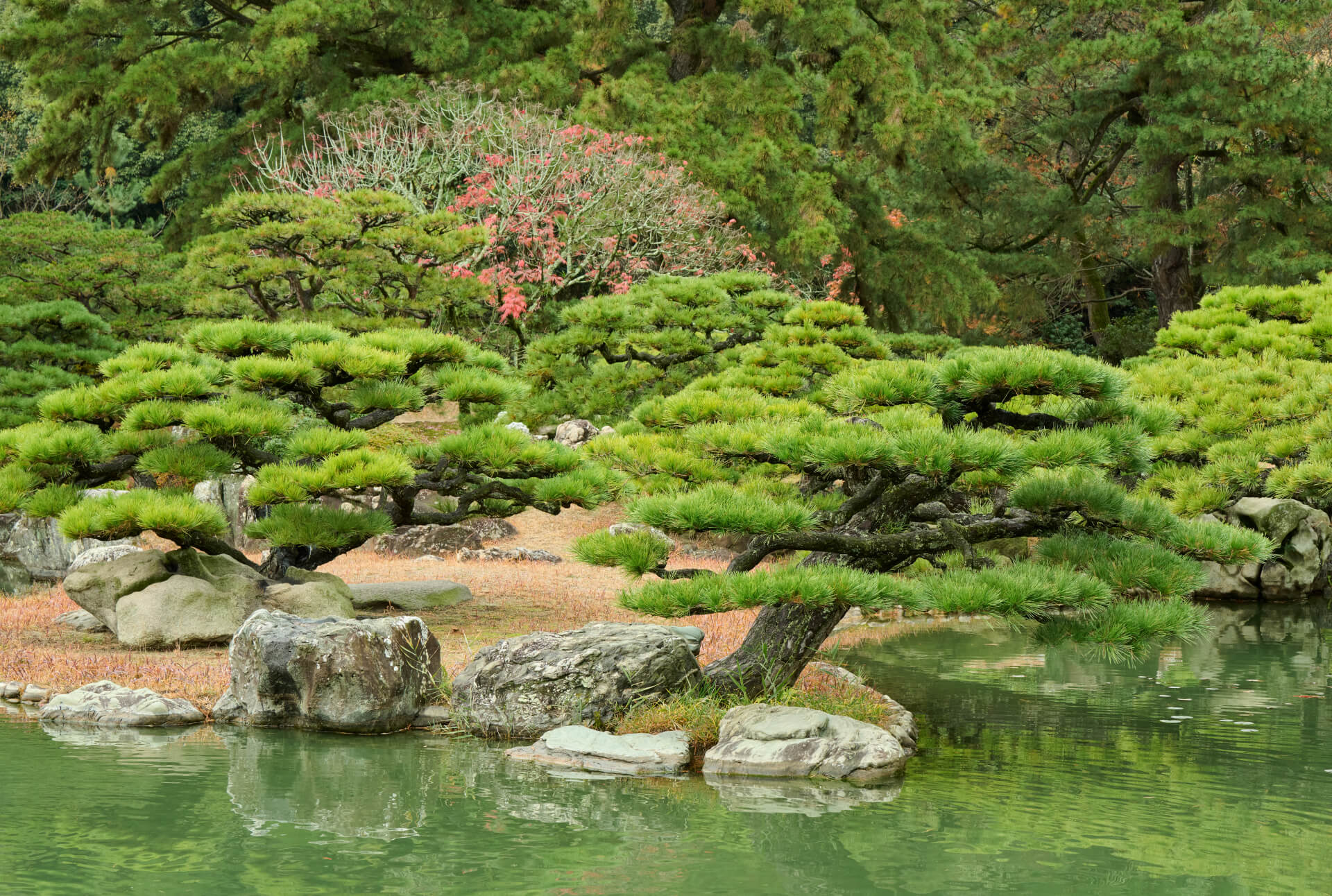 Photo of Ritsurin Garden is home to over a thousand meticulously tended pine trees
